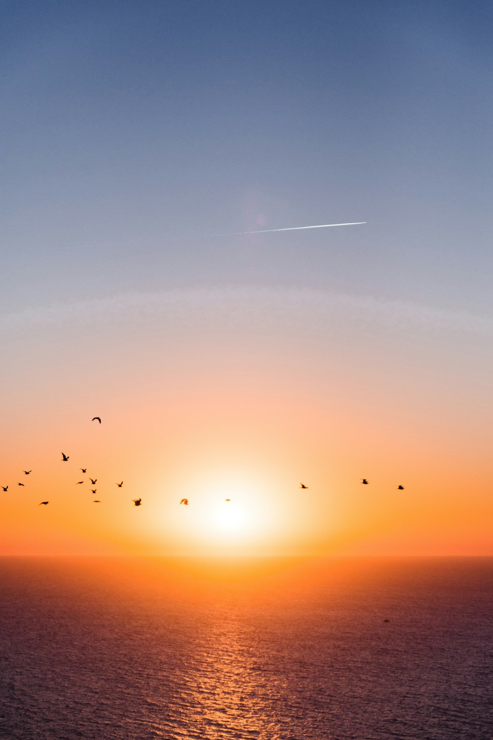 Uccello a mezz'aria Sunser e paesaggio oceanico