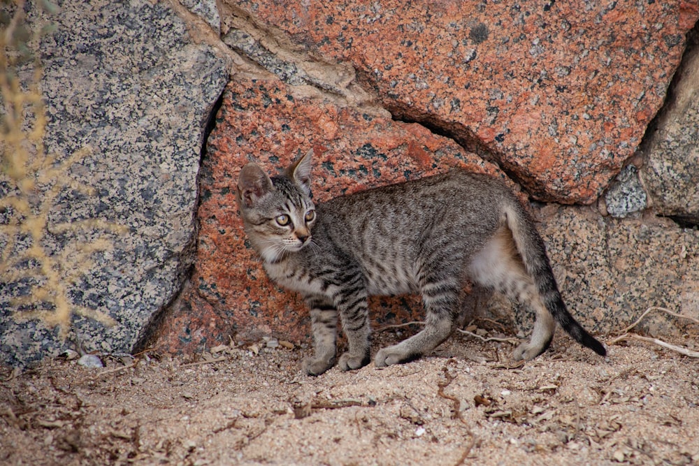 brown tabby cat