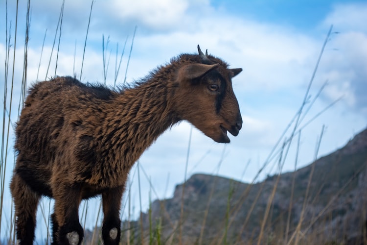 Happy goat strolling on the cliffs