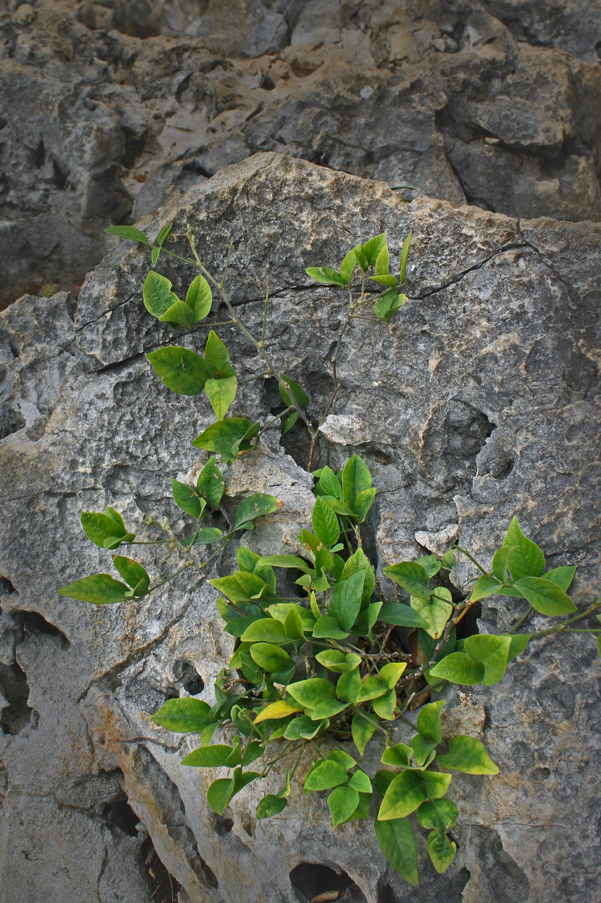 green leafed plant on a rock