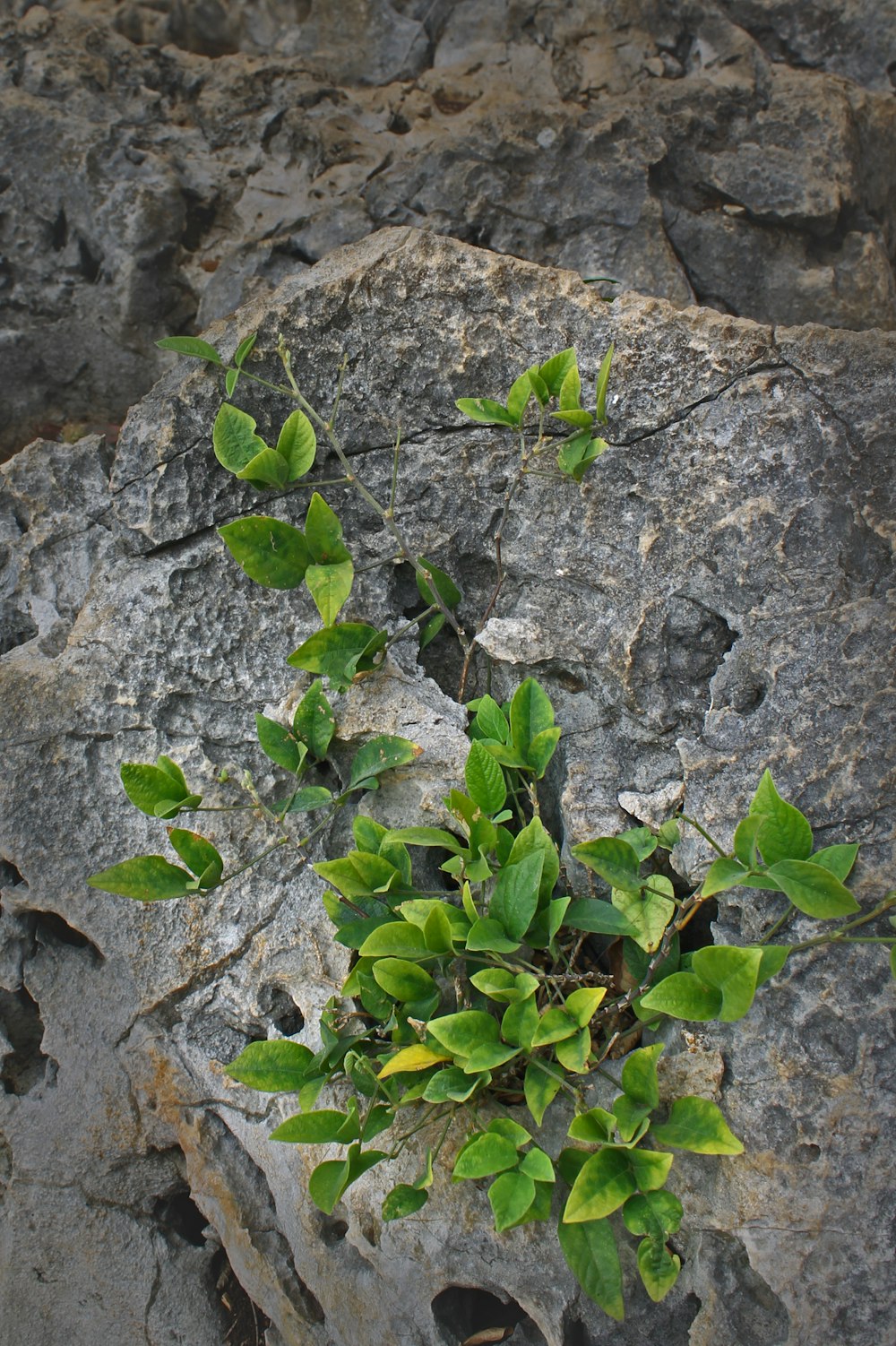 planta de hojas verdes en una roca