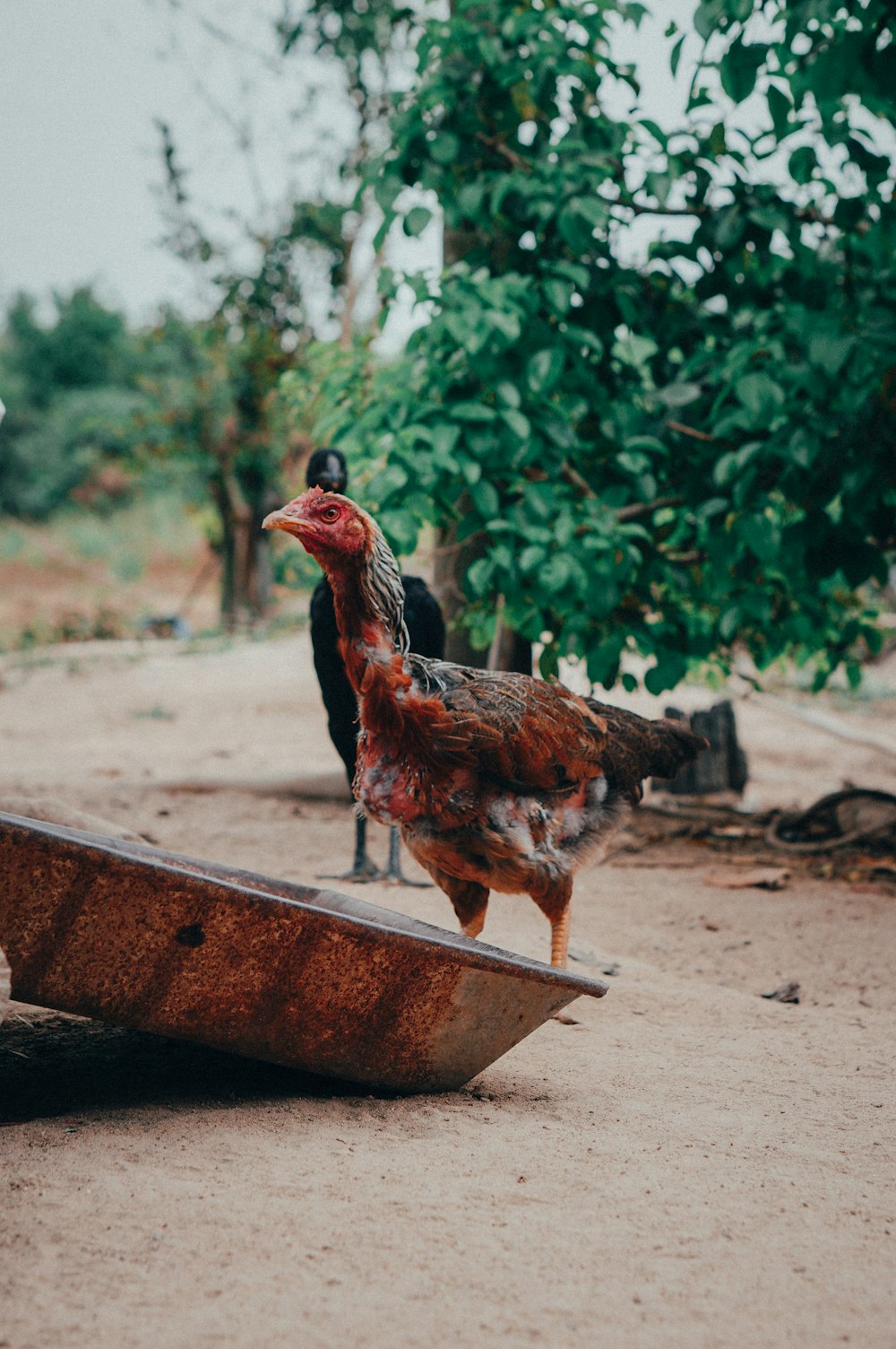 red and brown chicken