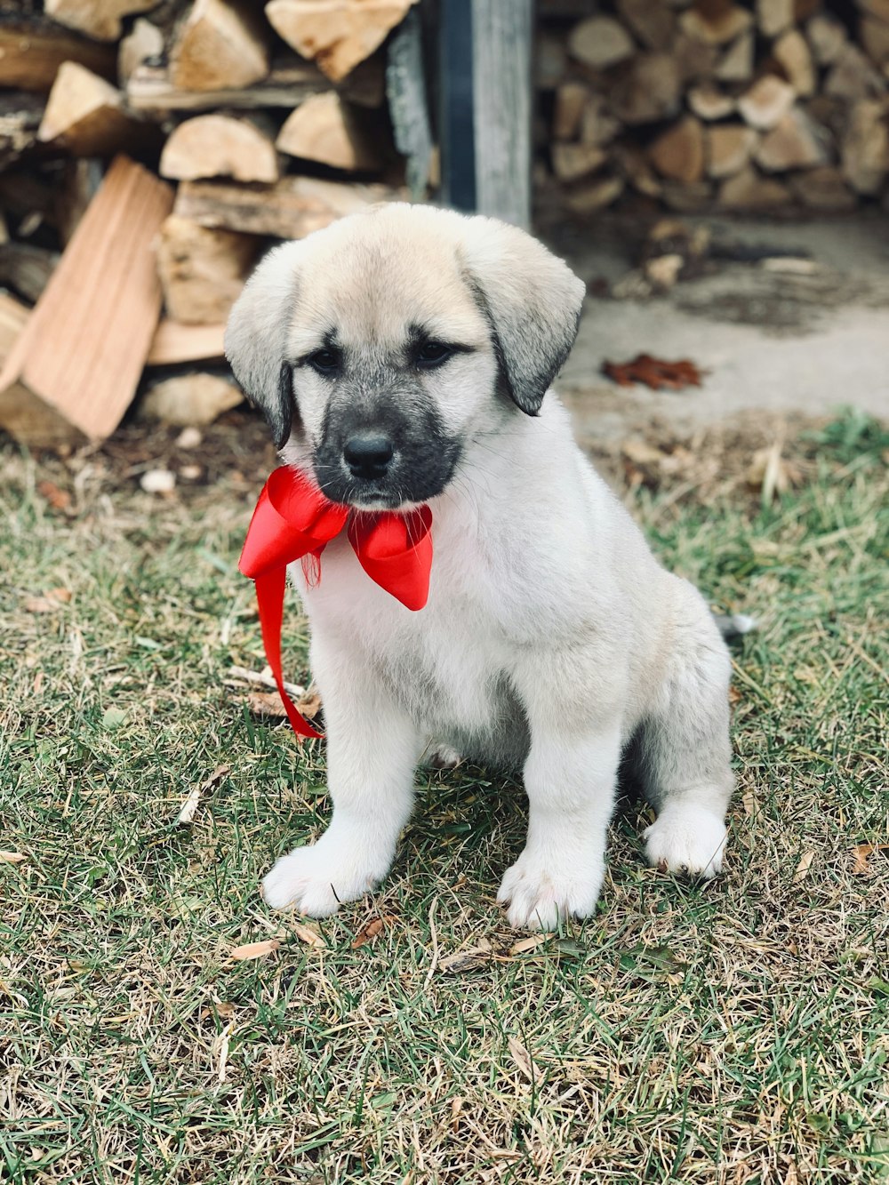 dog with red string on his neck photography