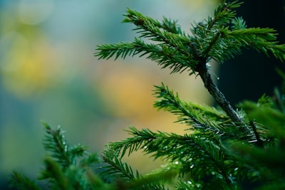 pine tree fir google meet background