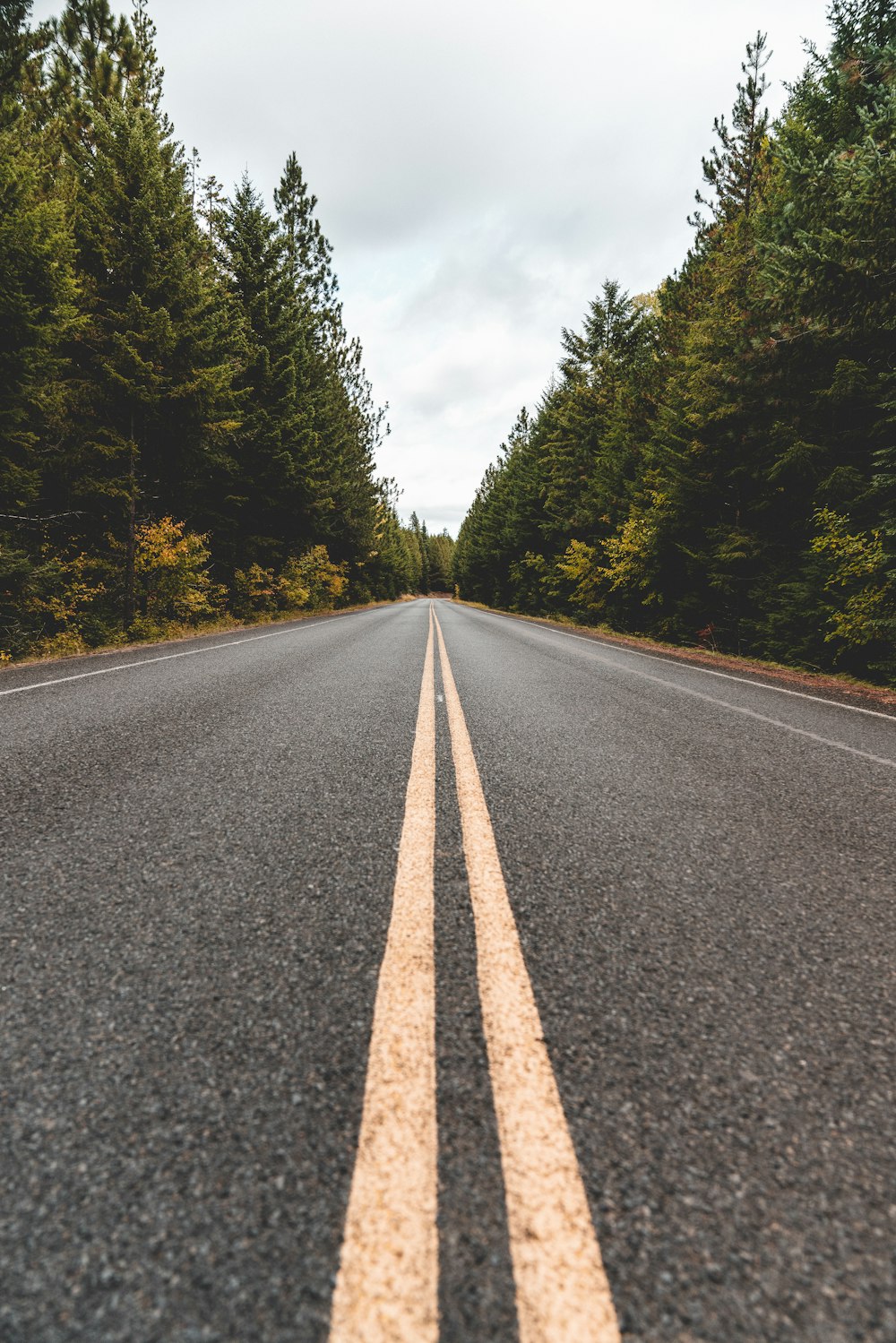 road in between trees