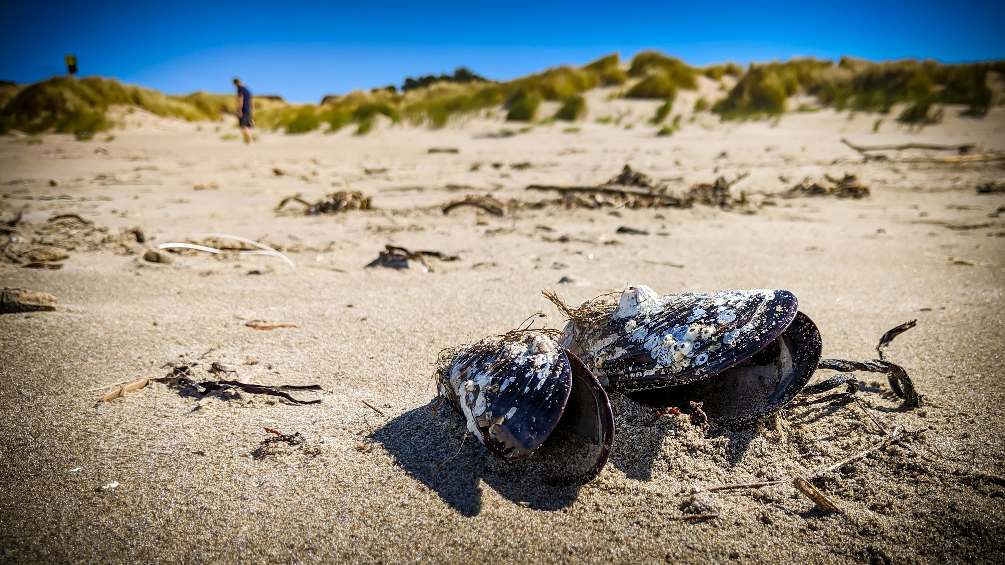 selective focus photography of shells on sand