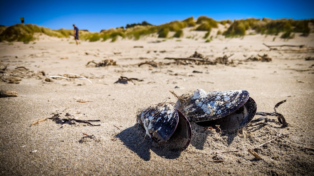 selective focus photography of shells on sand