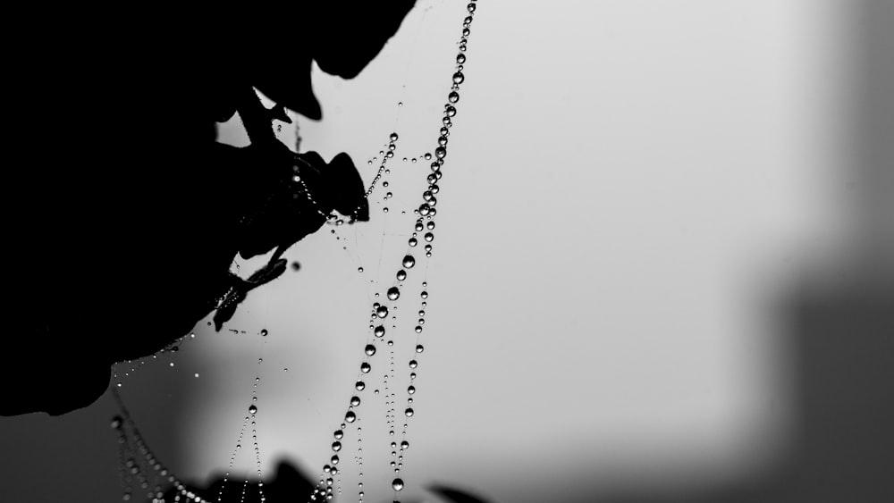 a black and white photo of a spider web