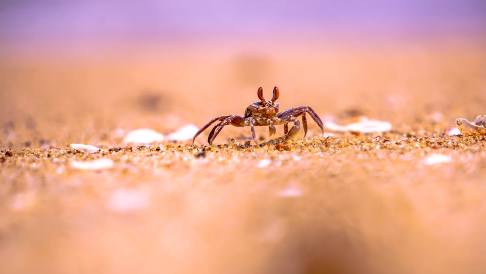 brown crab