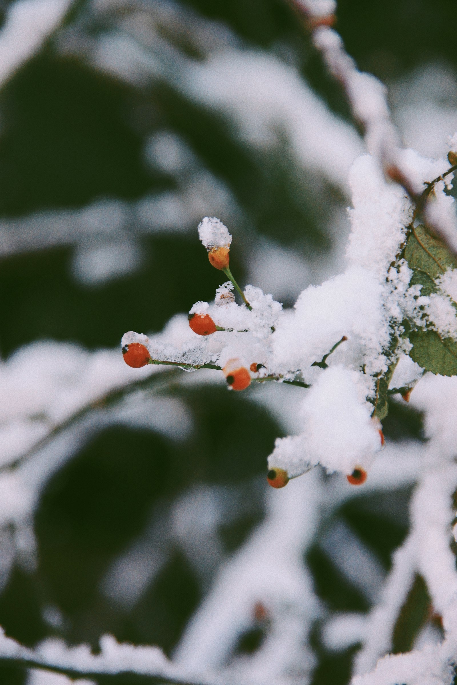 Sigma 18-200mm f/3.5-6.3 DC OS sample photo. Orange fruits photography