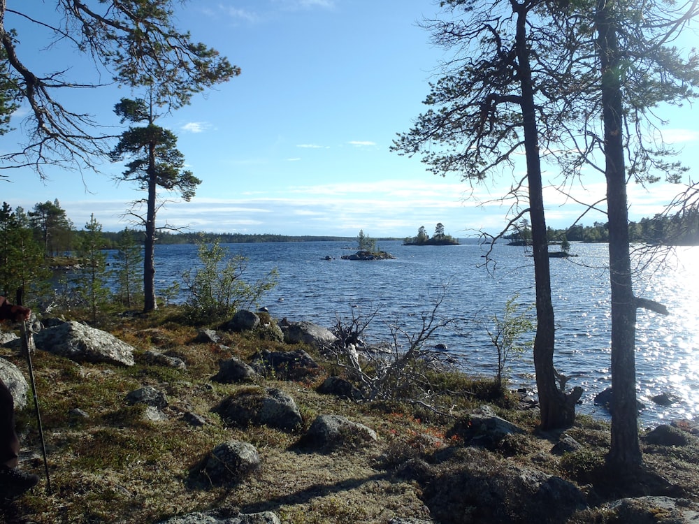 lake near forest