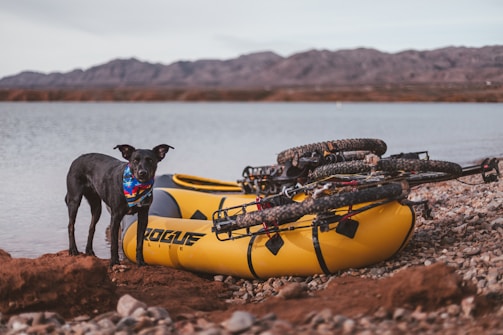 A black dog wearing a colorful bandana stands on a rocky shore next to a bright yellow inflatable kayak with two bicycles placed on top. The location is a peaceful lakeside with mountains visible in the background.