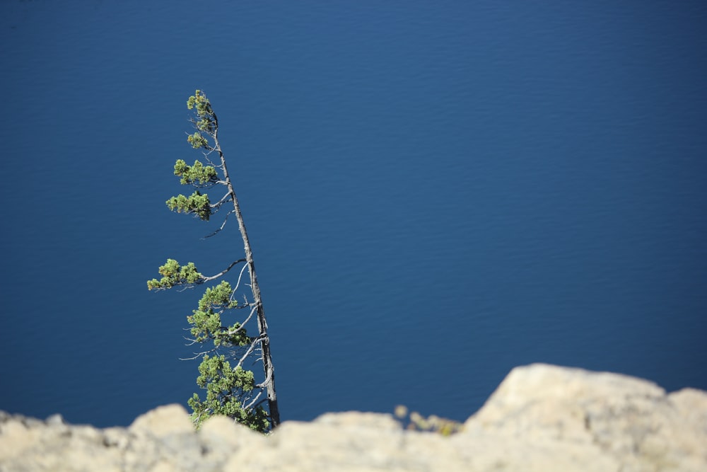 green-leafed plant