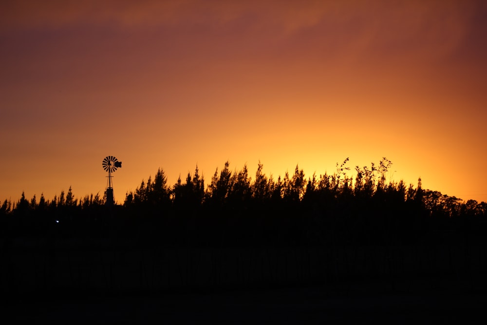 silhouette of trees during golden hour