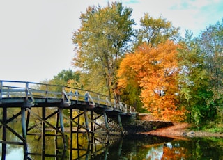 bridge near trees