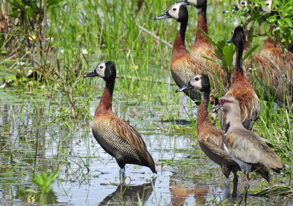 flock of brown ducks