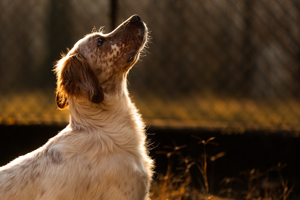 short-coated white and brown dog looking up