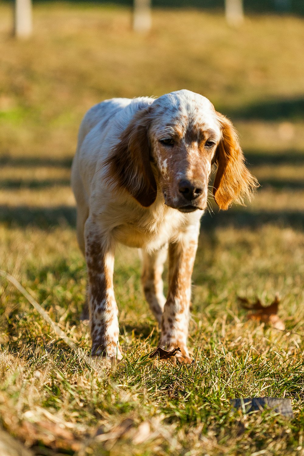 long-coated tan and white dog