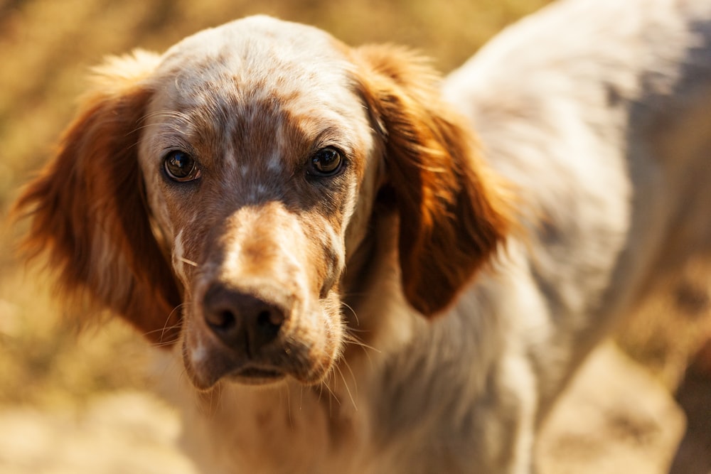 shallow focus photo of long-coated white and brown dog