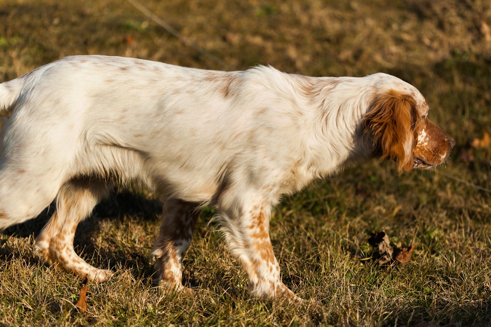 perro blanco y marrón de pelo corto que camina sobre un campo de hierba verde