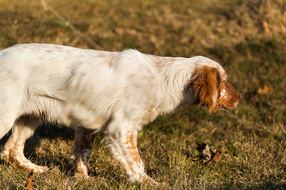 white and brown short-coated dog standing on grasses