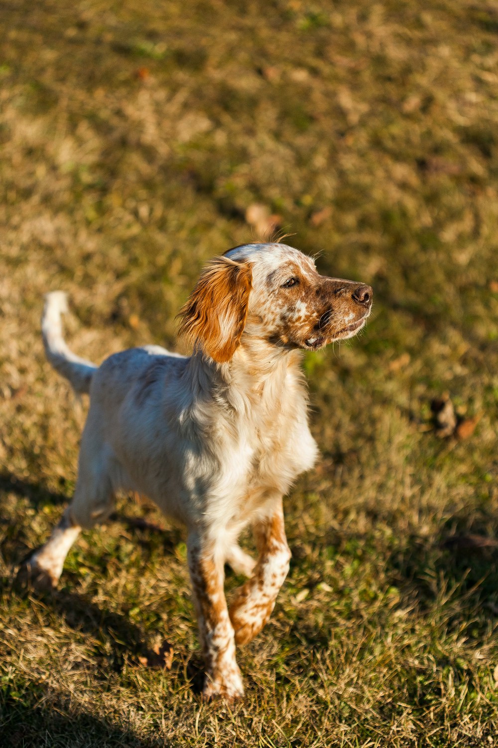 dog running on lawn