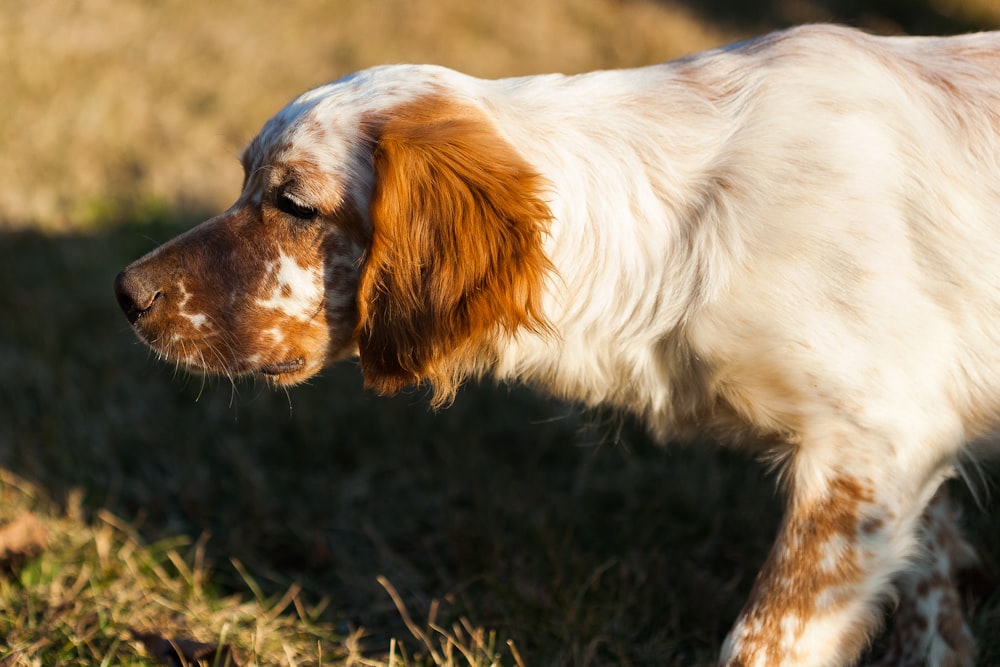 short-coated white and brown dog walking on green grass grond