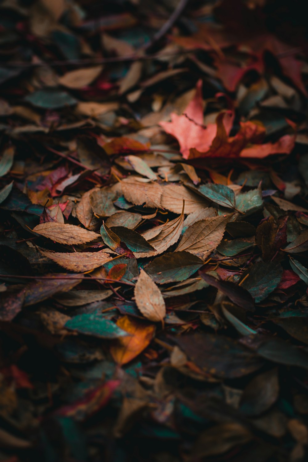 dried leaves