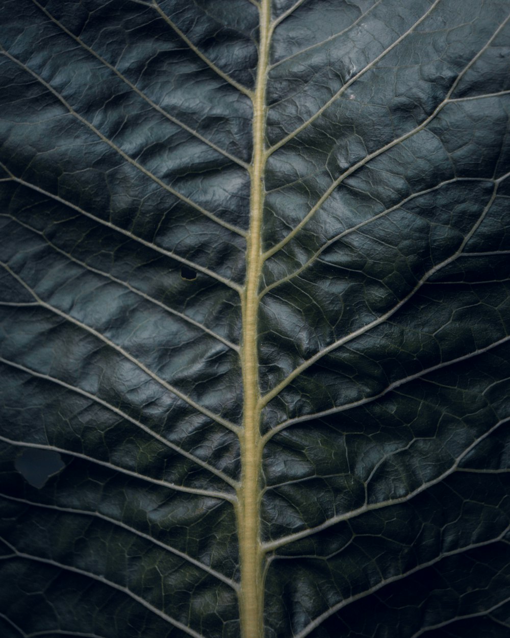 black leaf
