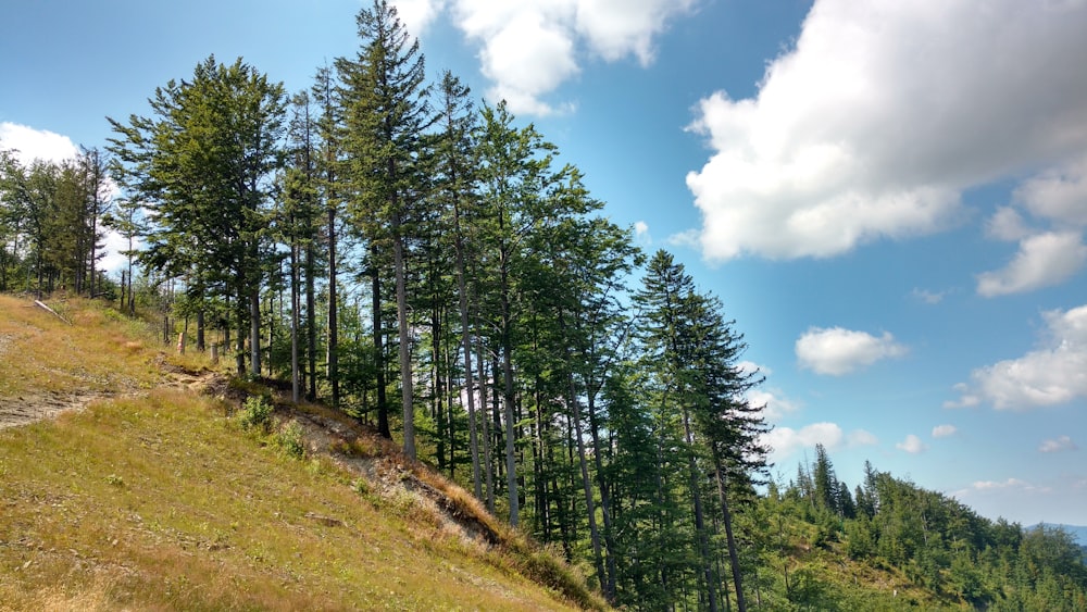 green trees on a mountain slope under a calm blue sky