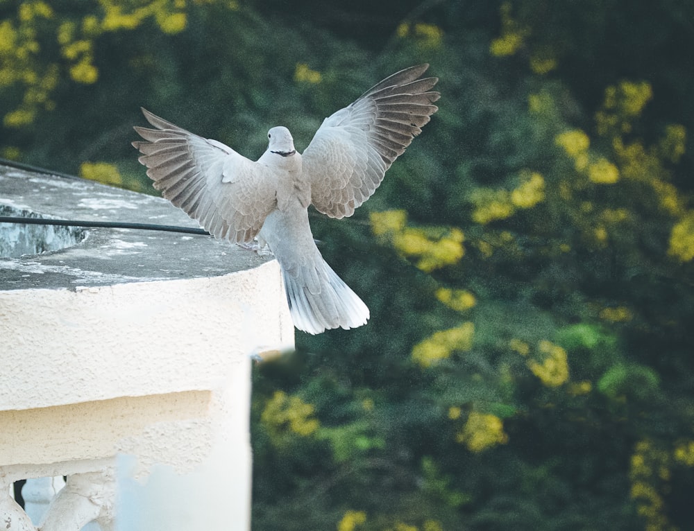 gray pigeon perching on roof