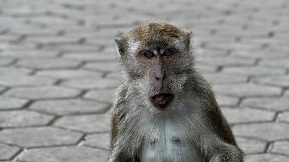 white and brown monkey on brick floor