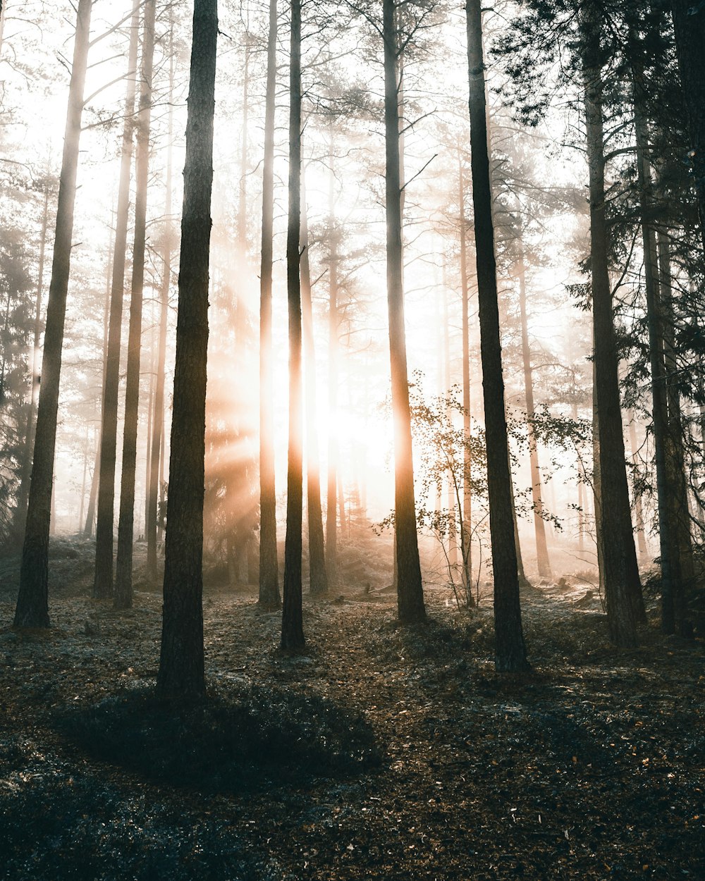 sun rays coming through green trees