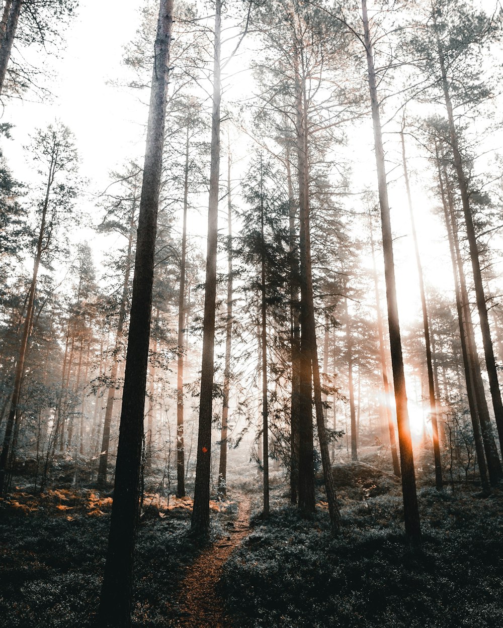 the sun is shining through the trees in the forest