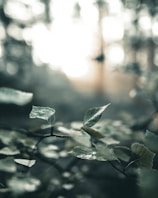 Close-up of dew-covered leaves in soft morning light.