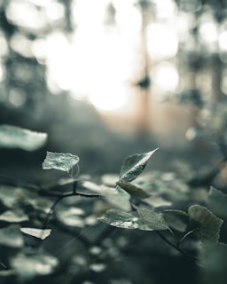 Close-up of dew-covered leaves in a quiet forest setting.