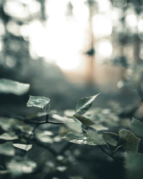 Close-up of morning dew on green leaves along a shaded woodland path.