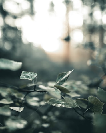 Close-up of dew-covered leaves in a quiet forest setting.