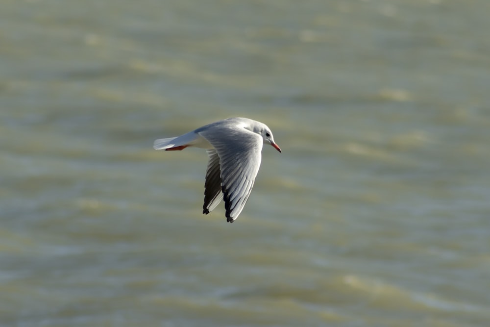 gray and white bird in flight over body of water