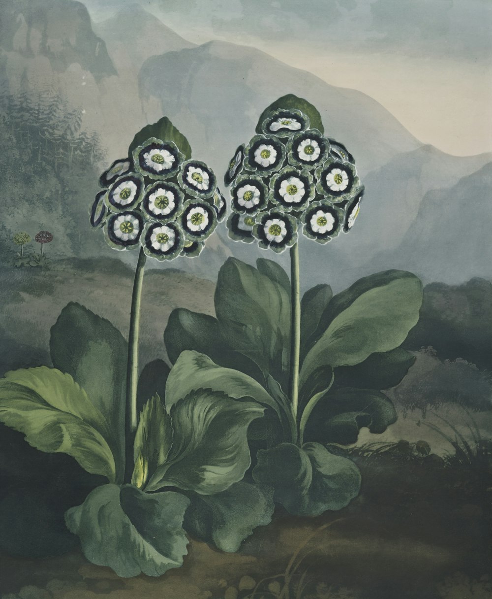 Pintura de flores de pétalos blancos y verdes