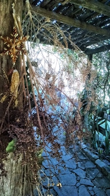 A rustic, outdoor setting featuring a stone pathway bordered by lush greenery. A wooden structure provides shade overhead, with sunlight filtering through. Hanging from a wooden post is a decorative ornament resembling a star, alongside dried foliage creating a natural, earthy texture.