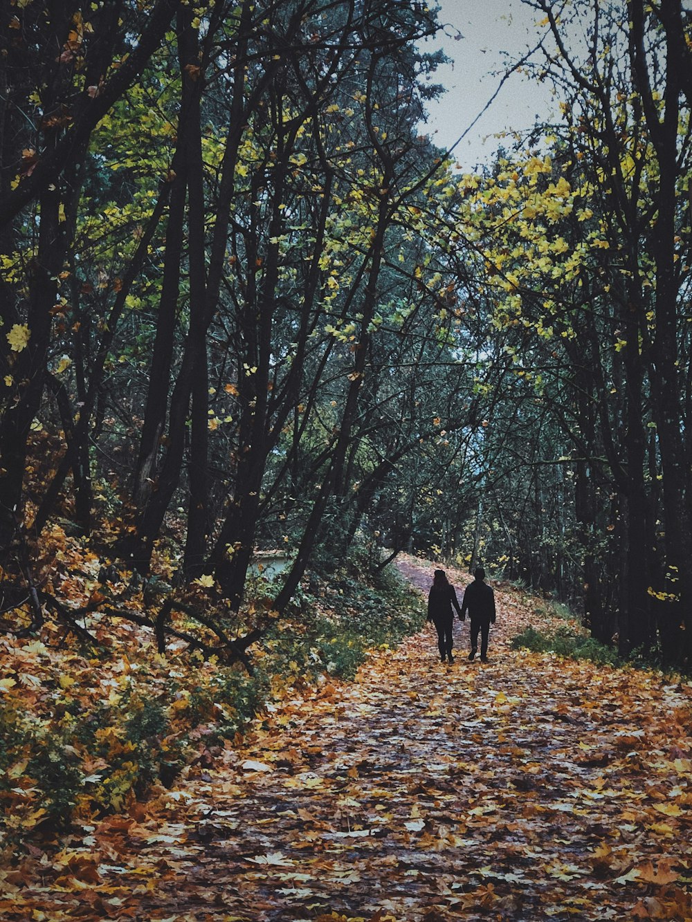 two person walking on pathway beside trees