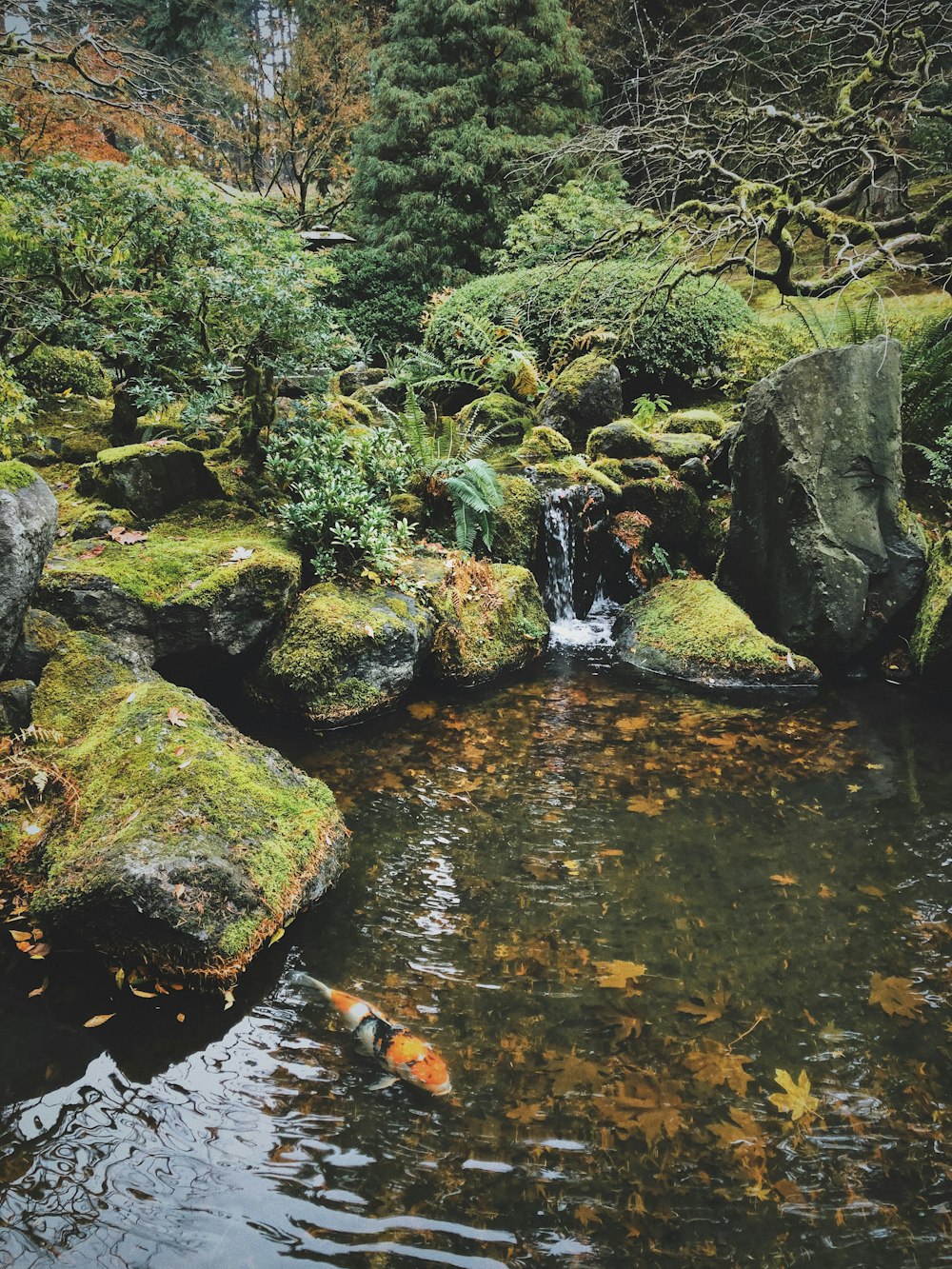 Koi-Fische unter Wasser in der Nähe von Felsen