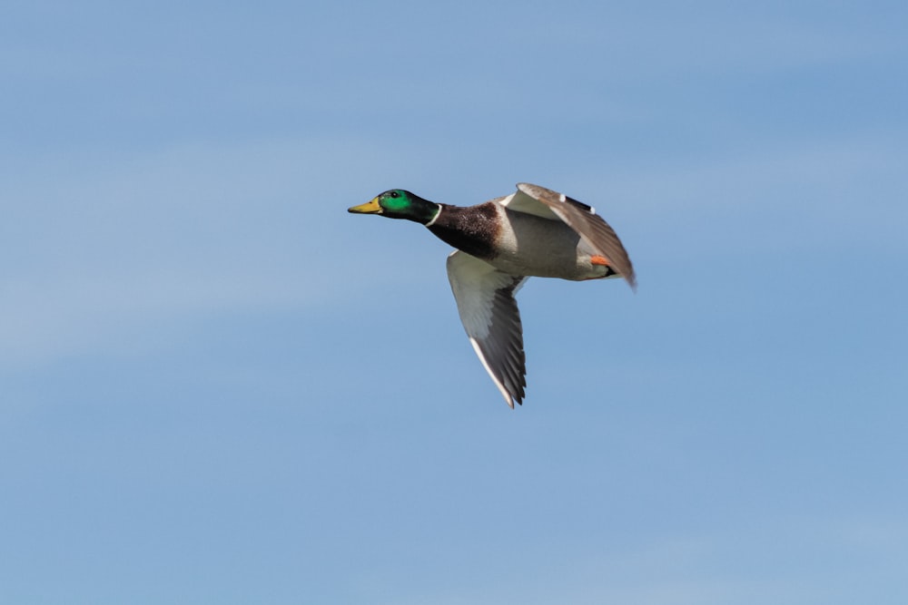 mallard duck up in the sky