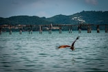 brown bird above ocean