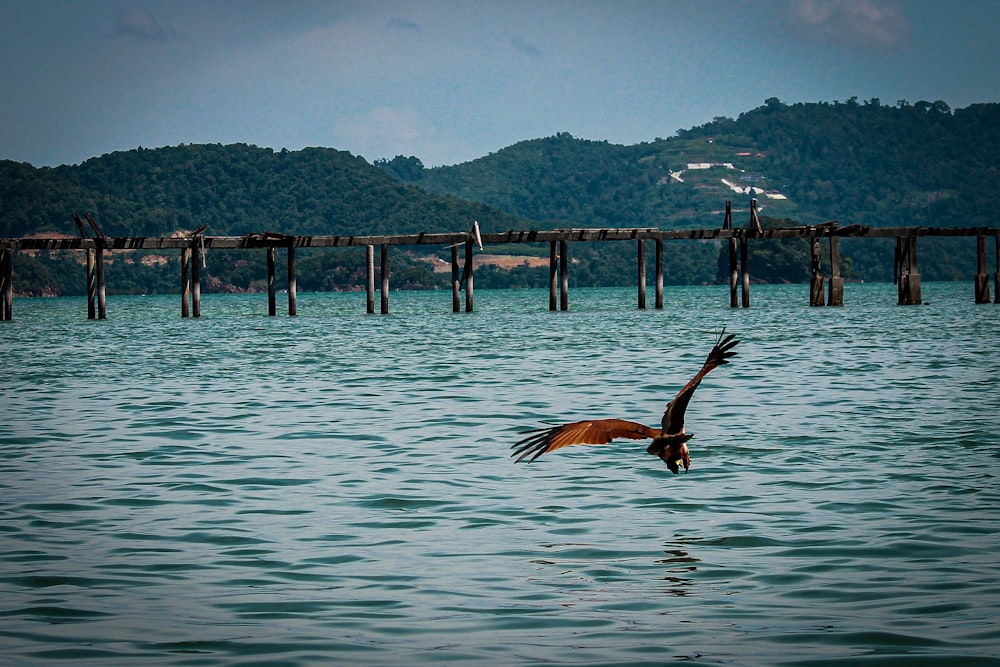 brown bird above ocean