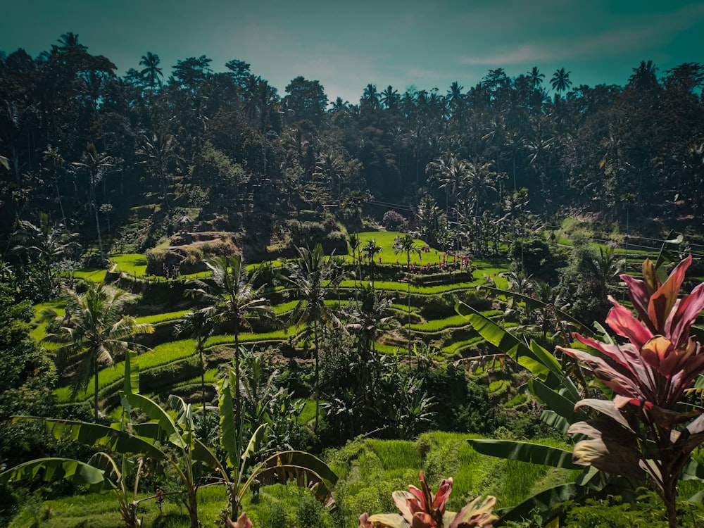 aerial photography of rice field near banana plants during daytime