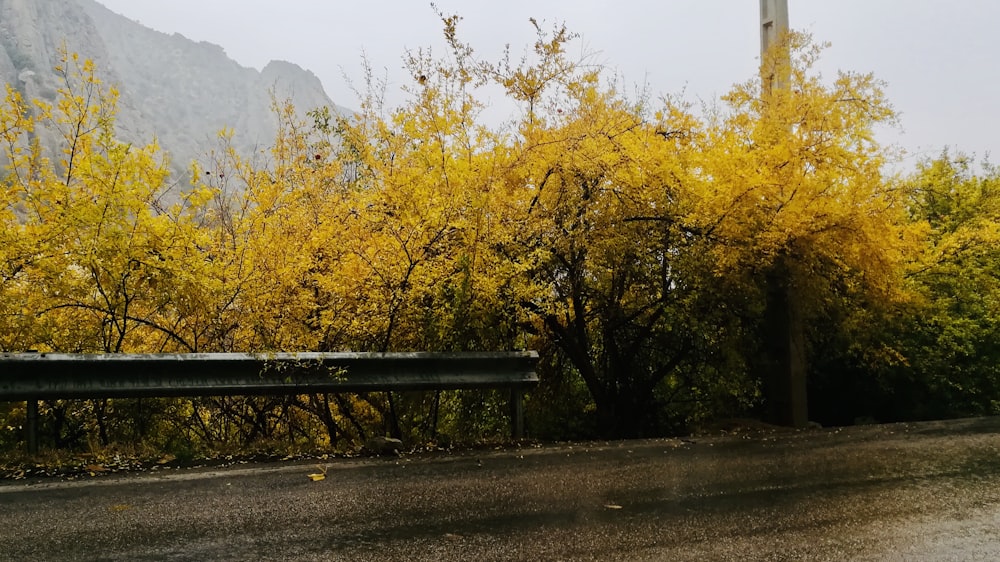 yellow-leafed trees