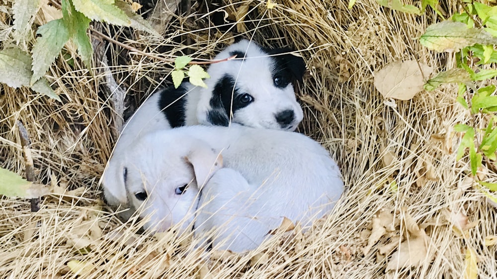 two white and black puppies in brown nest