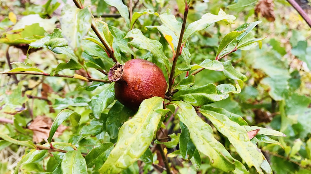 red pomegranate fruit